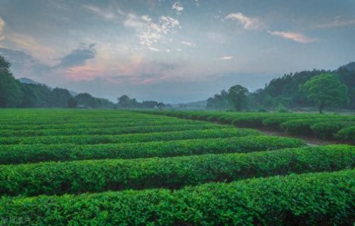 西湖最美茶园排名前十(十大中国最美茶园)插图