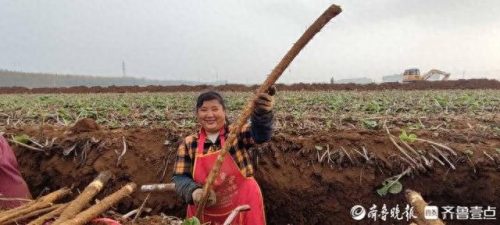 中国牛蒡出口排名前十(五种人不能吃牛蒡)插图2