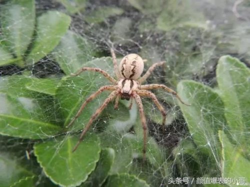 世界洗脑生物排名前十(世界上最大的动物排名)插图10