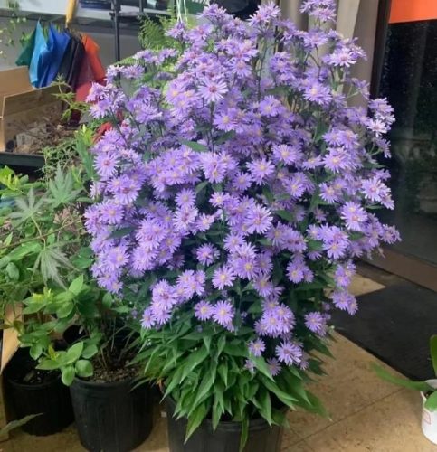 平价阳台植物排名前十(卧室里放什么植物比较好)插图14