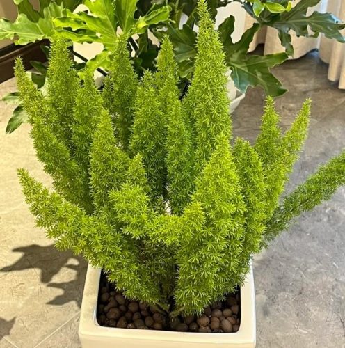 平价阳台植物排名前十(卧室里放什么植物比较好)插图56
