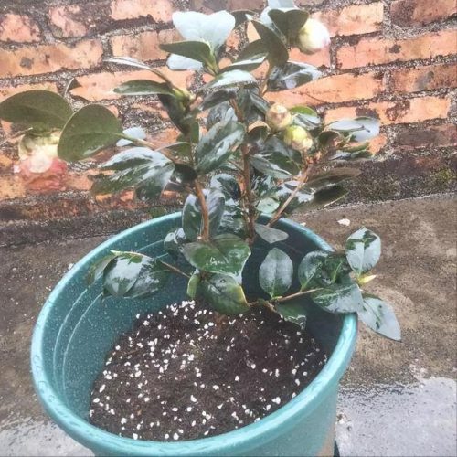 植物营养土排名前十(营养土适合种什么花)插图4