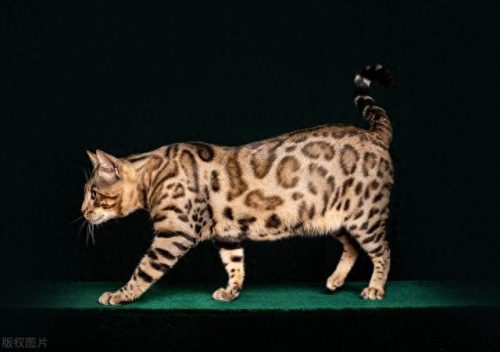 猫的品种排名前十(十大品种猫排名)插图7