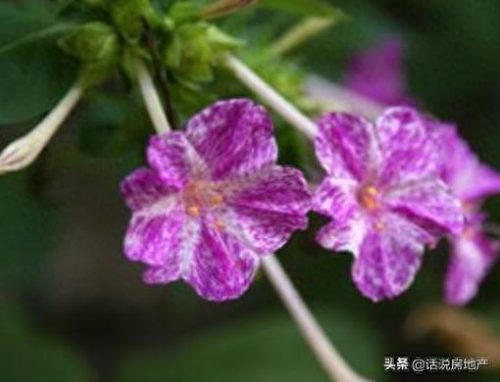 什么花在夜里排名前十(排名第一最好的旺宅花)插图3