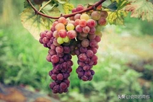 优质葡萄评奖排名前十(百元葡萄排行榜前十名)插图6