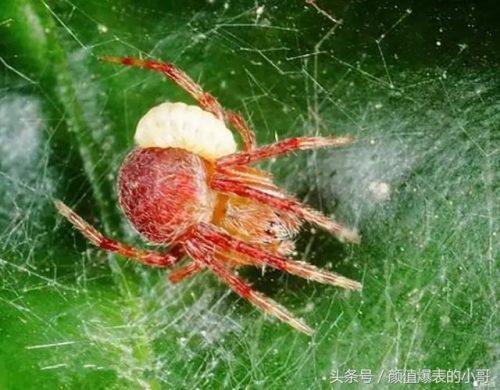 世界洗脑生物排名前十(世界上最大的动物排名)插图11