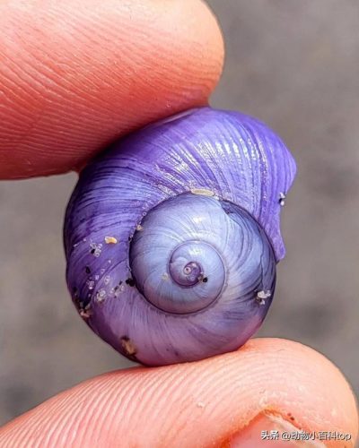 蜗牛好看品种排名前十(观赏蜗牛品种)插图16