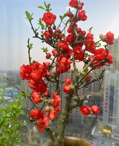 平价阳台植物排名前十(卧室里放什么植物比较好)插图2