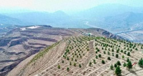 荒山绿化品种排名前十(荒山栽什么树经济效益好)插图