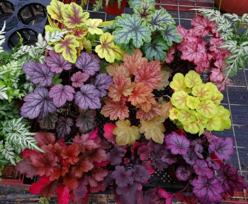 平价阳台植物排名前十(卧室里放什么植物比较好)插图76