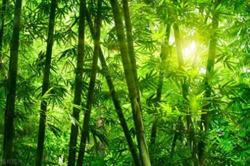 香薰香气排名前十(好闻香气排行榜)插图1