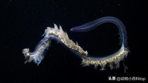 深海最美植物排名前十(海底的植物有哪些)插图6