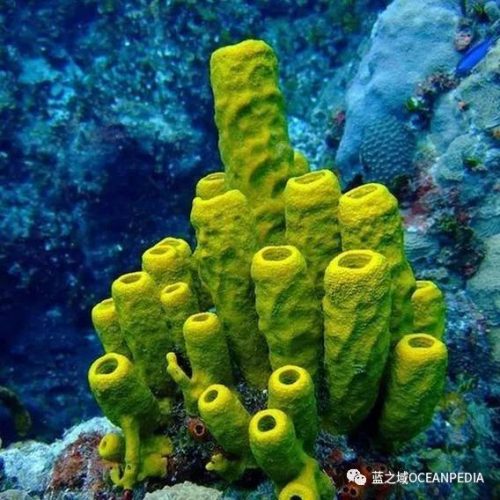 新西兰潜水公司排名前十(世界顶级潜水品牌)插图16