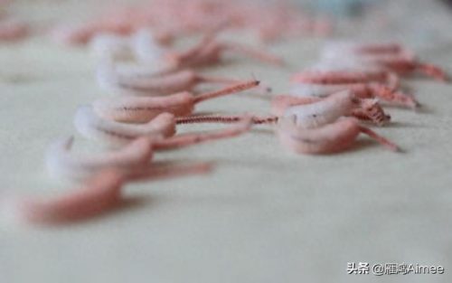 刺绣剪刀名牌排名前十(刺绣用的翘头剪刀)插图6