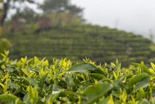 西湖最美茶园排名前十(十大中国最美茶园)插图16