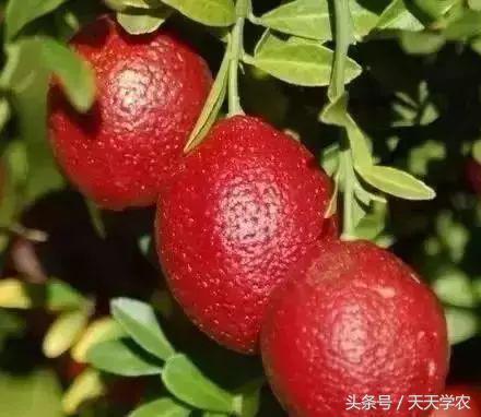 柑橘名贵品种排名前十(现在什么柑橘品种最好)插图