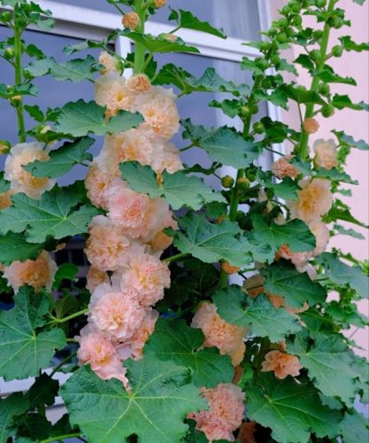 平价阳台植物排名前十(卧室里放什么植物比较好)插图39