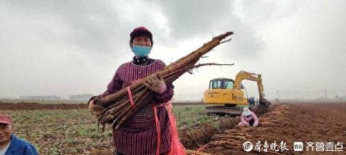 中国牛蒡出口排名前十(五种人不能吃牛蒡)插图1