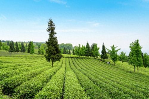 西湖最美茶园排名前十(十大中国最美茶园)插图4