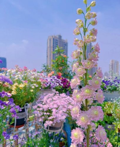平价阳台植物排名前十(卧室里放什么植物比较好)插图15