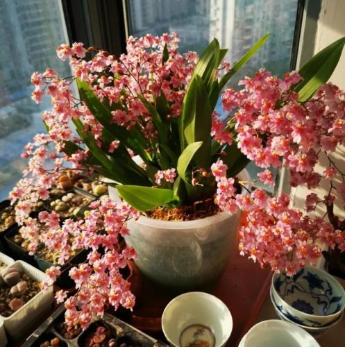 平价阳台植物排名前十(卧室里放什么植物比较好)插图86