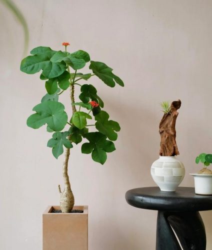 平价阳台植物排名前十(卧室里放什么植物比较好)插图81