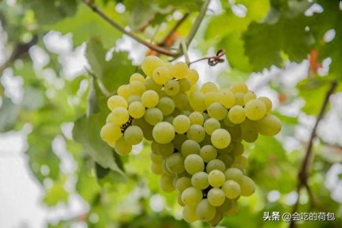 优质葡萄评奖排名前十(百元葡萄排行榜前十名)插图7