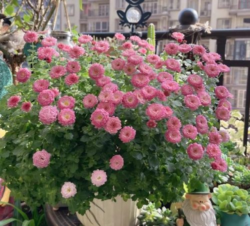 平价阳台植物排名前十(卧室里放什么植物比较好)插图8