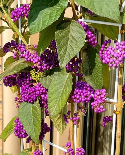平价阳台植物排名前十(卧室里放什么植物比较好)插图3