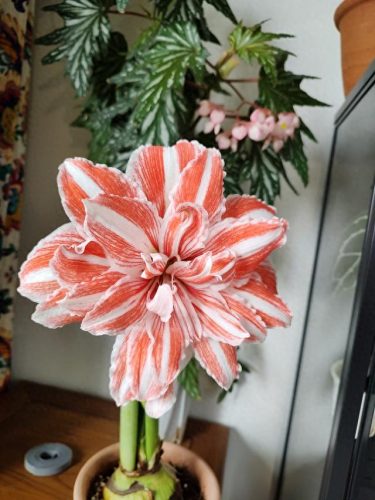 朱顶红品种排名前十(朱顶红品种排名)插图4