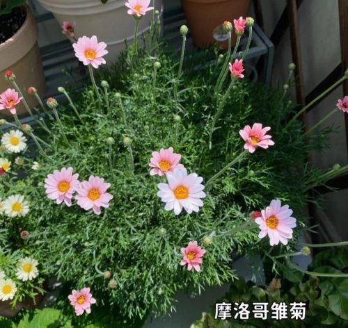 平价阳台植物排名前十(卧室里放什么植物比较好)插图36