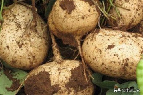 豆薯早熟品种排名前十(豆薯图片功效和作用)插图10