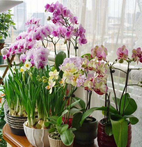 平价阳台植物排名前十(卧室里放什么植物比较好)插图42