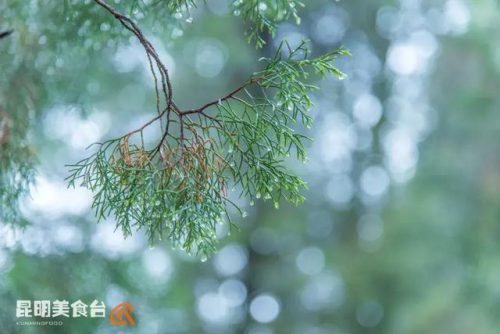 楚雄平价餐馆排名前十(楚雄最好的餐厅排行)插图27