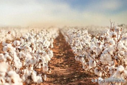 各国棉花制造排名前十(棉花被品牌十大排名)插图