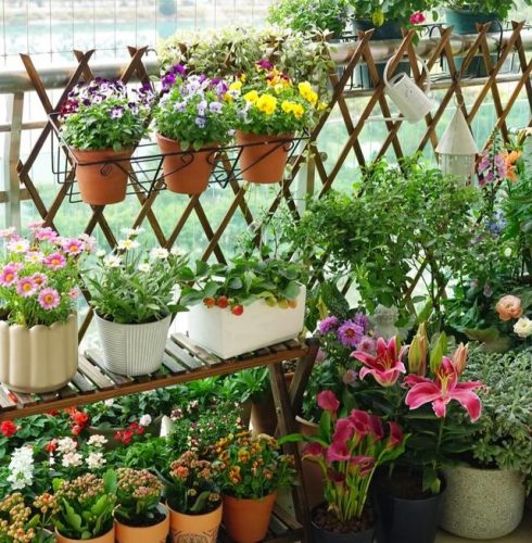 平价阳台植物排名前十(卧室里放什么植物比较好)插图43
