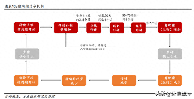 湖南仔猪产地排名前十(辽宁朝阳仔猪产地)插图9