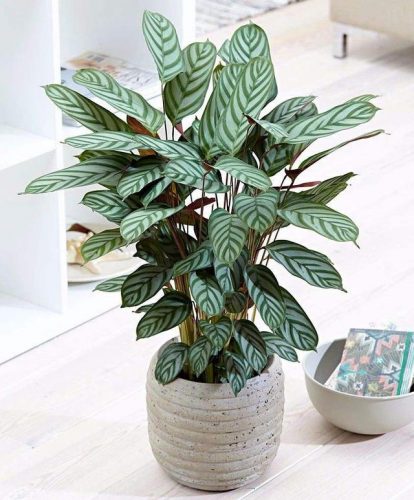 平价阳台植物排名前十(卧室里放什么植物比较好)插图73