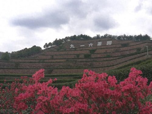 西湖最美茶园排名前十(十大中国最美茶园)插图39