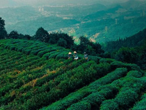 西湖最美茶园排名前十(十大中国最美茶园)插图28