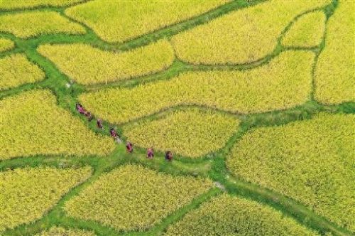 宜章高档餐厅排名前十(宜章餐厅推荐)插图4