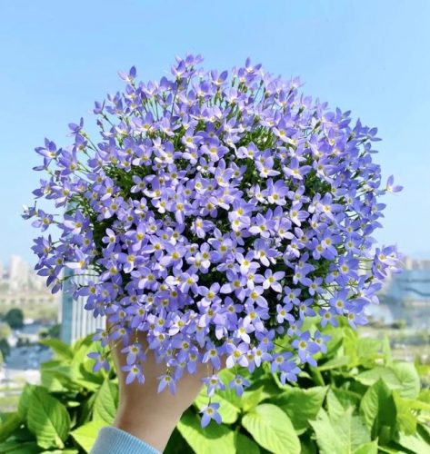 平价阳台植物排名前十(卧室里放什么植物比较好)插图37