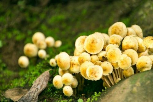 排名前十的补肾食物(补肾效果最好的食品是什么)插图1