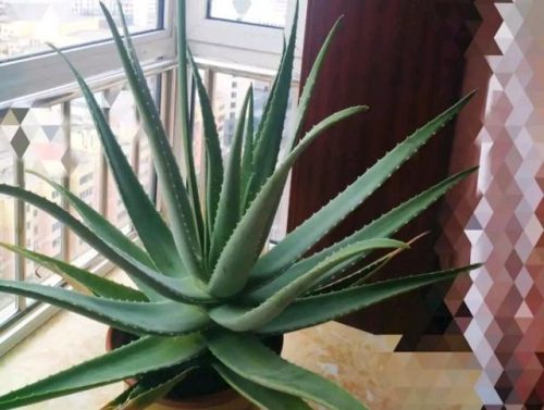 平价阳台植物排名前十(卧室里放什么植物比较好)插图74
