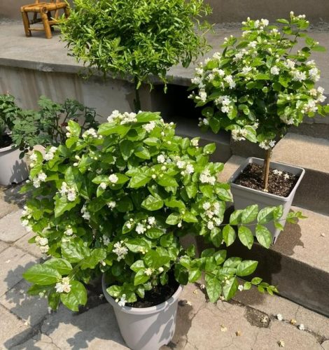 平价阳台植物排名前十(卧室里放什么植物比较好)插图85