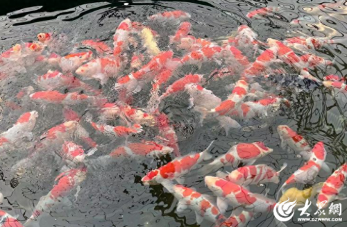 锦鲤养殖企业排名前十(锦鲤什么品种好)插图