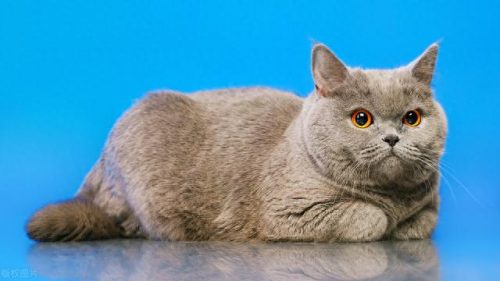猫的品种排名前十(十大品种猫排名)插图6