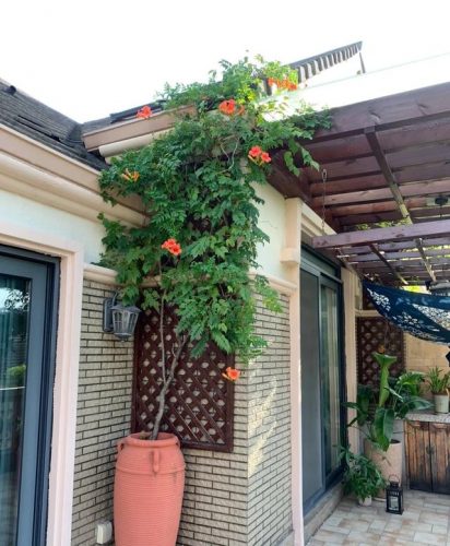 平价阳台植物排名前十(卧室里放什么植物比较好)插图1