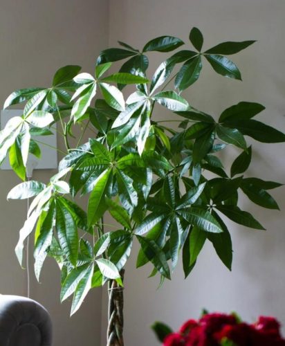 平价阳台植物排名前十(卧室里放什么植物比较好)插图68