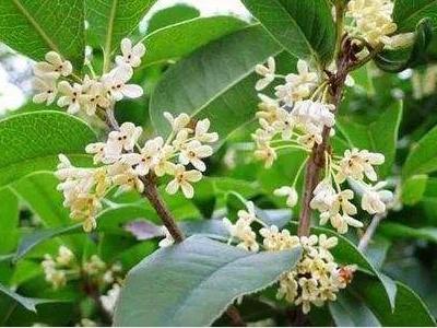 桂花种类排名前十(的桂花)插图2